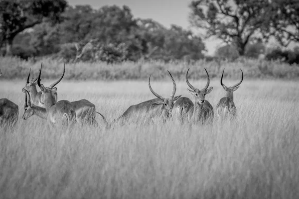 Grupo de Lechwes de pie en la hierba larga . — Foto de Stock