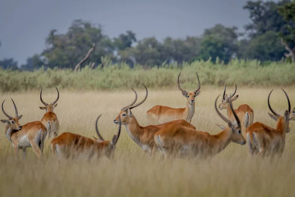 Grupo de Lechwes em pé na grama longa . — Fotografia de Stock