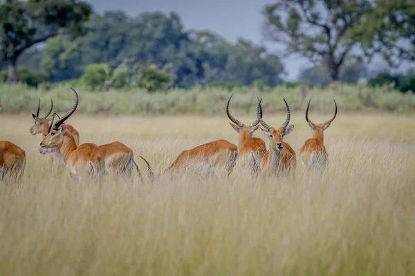 Grupo de Lechwes em pé na grama longa . — Fotografia de Stock