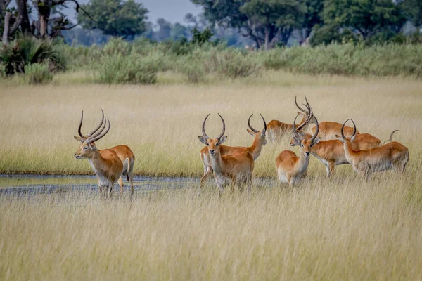 Groep Lechwes staande in het lange gras. — Stockfoto