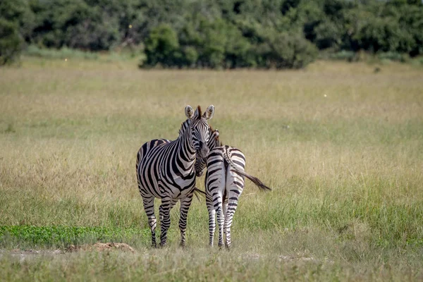 Zwei Zebras stehen im Gras. — Stockfoto