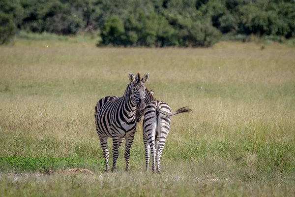 İki zebralar çimenlerde ayakta.