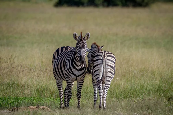 Zwei Zebras stehen im Gras. — Stockfoto
