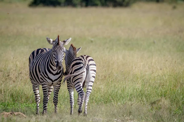 İki zebralar çimenlerde ayakta.
