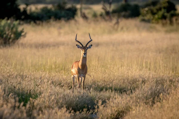 Kameraya yıldızı Impala ram.