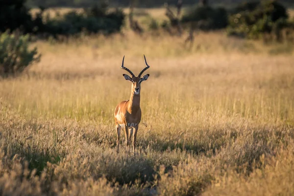 Impala ram estrelando a câmera . — Fotografia de Stock