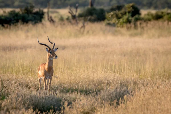 Impala ram starring at the camera. — Stock Photo, Image