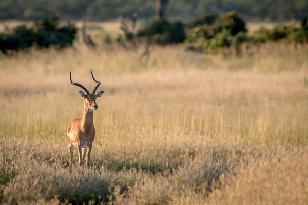 Kameraya yıldızı Impala ram.