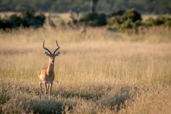 Kameraya yıldızı Impala ram.
