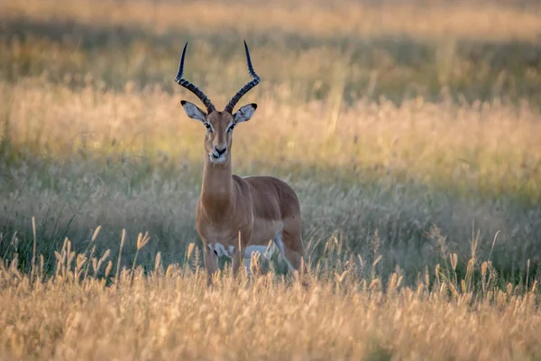 Kameraya yıldızı Impala ram.