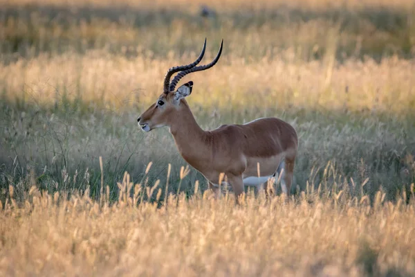 Perfil lateral de um carneiro Impala . — Fotografia de Stock
