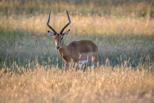 Kameraya yıldızı Impala ram.