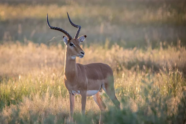 Impala ram protagonizada por la cámara . — Foto de Stock