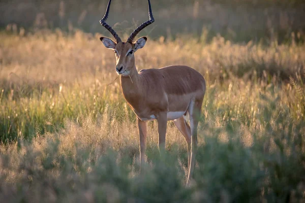 Kameraya yıldızı Impala ram.