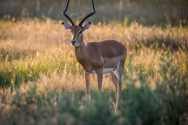 Impala ram estrelando a câmera . — Fotografia de Stock