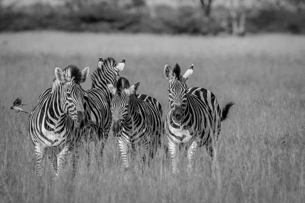 Grupo de cebras de pie en la hierba . — Foto de Stock