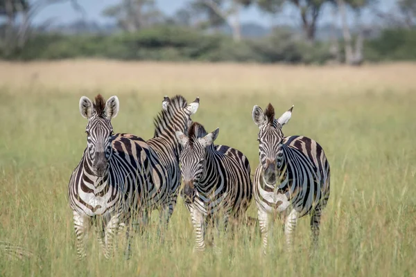 Група зебр стоячи в траві. — стокове фото