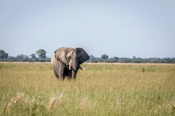 Fil ayakta yüksek çim boğa.