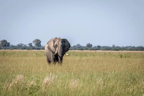 Fil ayakta yüksek çim boğa.