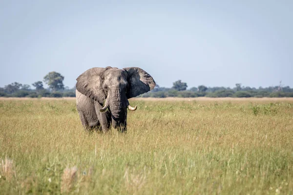 Fil ayakta yüksek çim boğa.