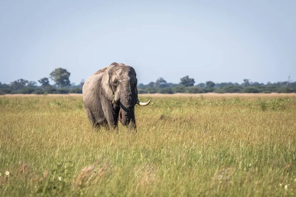 Fil ayakta yüksek çim boğa.