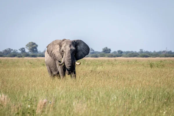 Fil ayakta yüksek çim boğa.