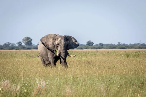 Elephant bull standing in the high grass. — Stock Photo, Image