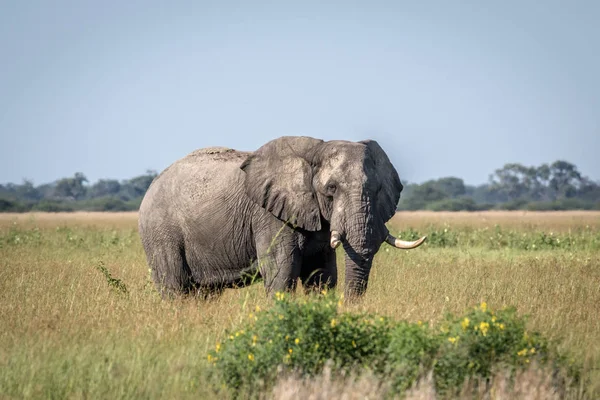 Слон-бык стоит в высокой траве . — стоковое фото
