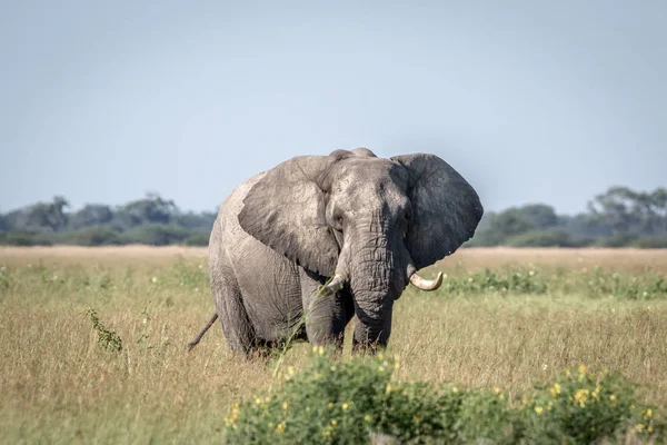 Fil ayakta yüksek çim boğa.