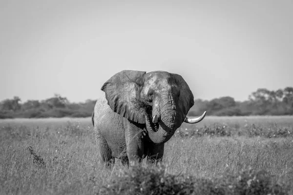 Elefante toro de pie en la hierba alta . — Foto de Stock