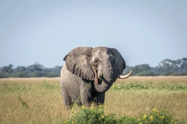 Fil ayakta yüksek çim boğa.