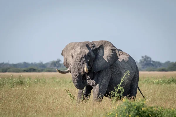 Fil ayakta yüksek çim boğa.