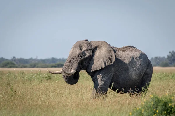 Fil ayakta yüksek çim boğa.