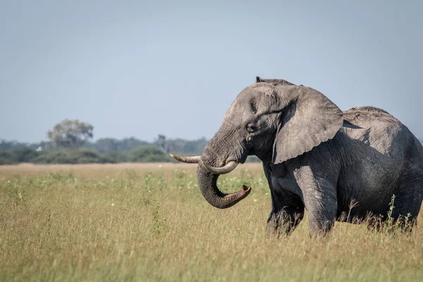 Bazı tutum gösterilen büyük fil boğa.