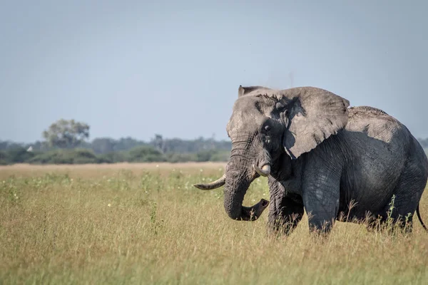 Toro elefante grande mostrando alguna actitud . — Foto de Stock