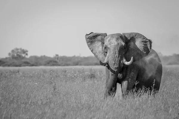 Μεγάλο ταύρος ελεφάντων που δείχνει κάποια στάση. — Φωτογραφία Αρχείου