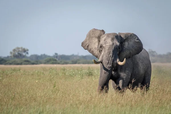 Bazı tutum gösterilen büyük fil boğa.