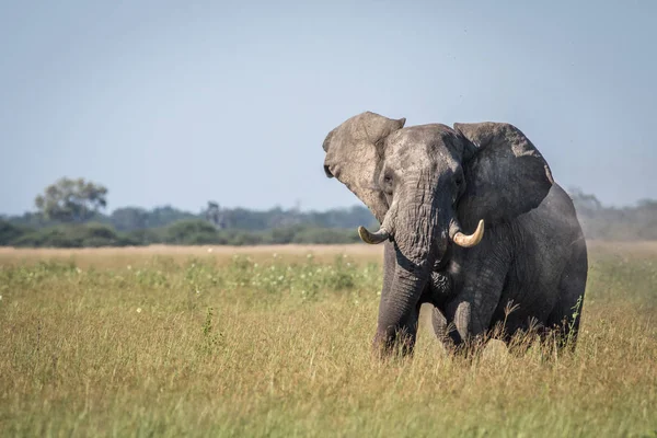 Bazı tutum gösterilen büyük fil boğa.