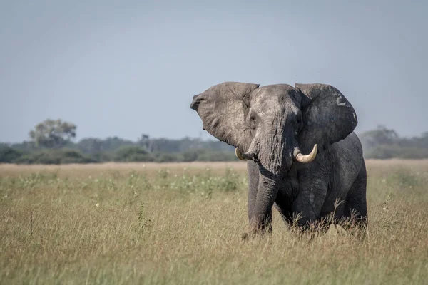 Bazı tutum gösterilen büyük fil boğa.
