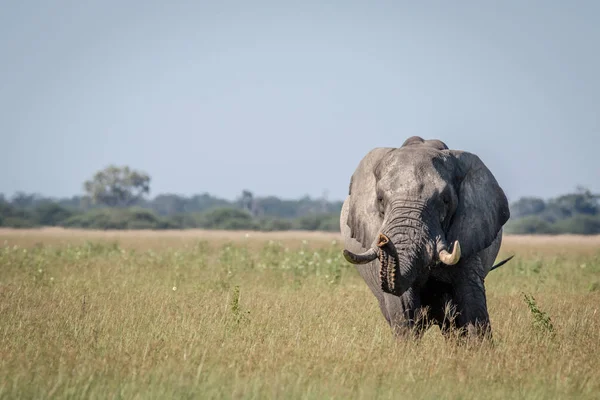 Büyük fil boğa sandığı germe.