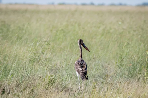 Çimen çocuk eyer - gagalı leylek ayakta.