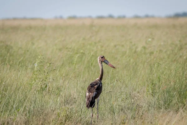 Çimen çocuk eyer - gagalı leylek ayakta.