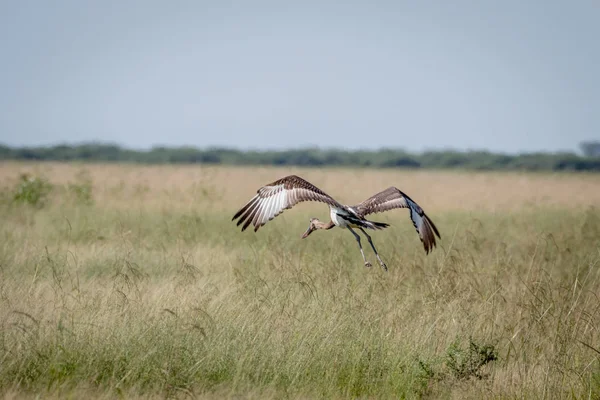 Juvenil eyer - gagalı leylek uçup.