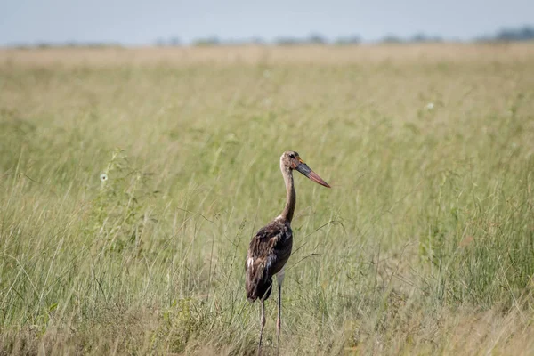 Çimen çocuk eyer - gagalı leylek ayakta.