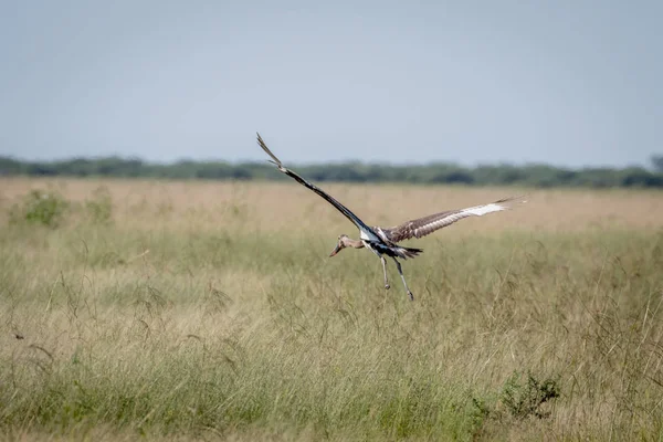 Juvenil eyer - gagalı leylek uçup.
