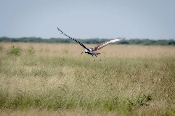 Juvenil eyer - gagalı leylek uçup.