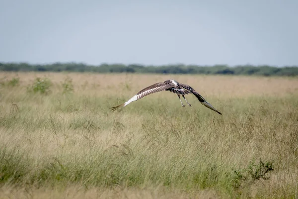 Juvenil eyer - gagalı leylek uçup.