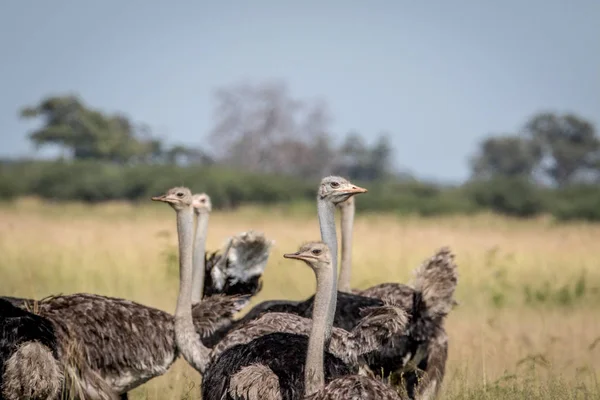 Devekuşları bir gurup yakın çekim.