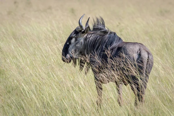 Blue wildebeest στέκεται στο γρασίδι. — Φωτογραφία Αρχείου
