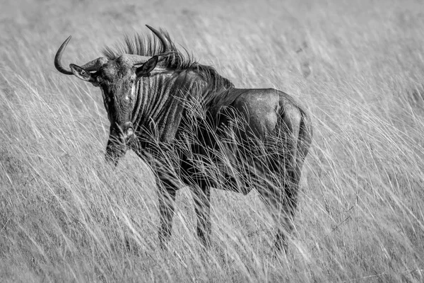 Wildebeest blu in piedi nell'erba . — Foto Stock